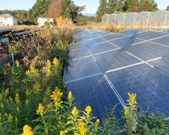 太陽光発電所の草刈りを1シーズン怠った場合の写真
